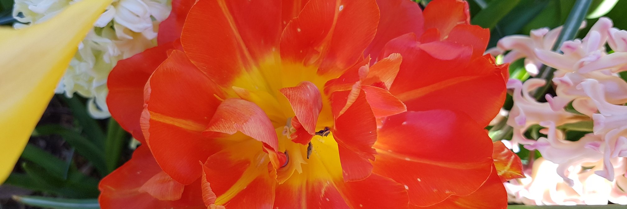 birte_stergaard's profile banner image