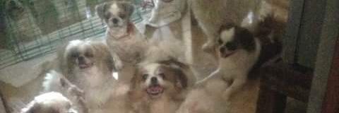 Shih Tzu Lovers banner