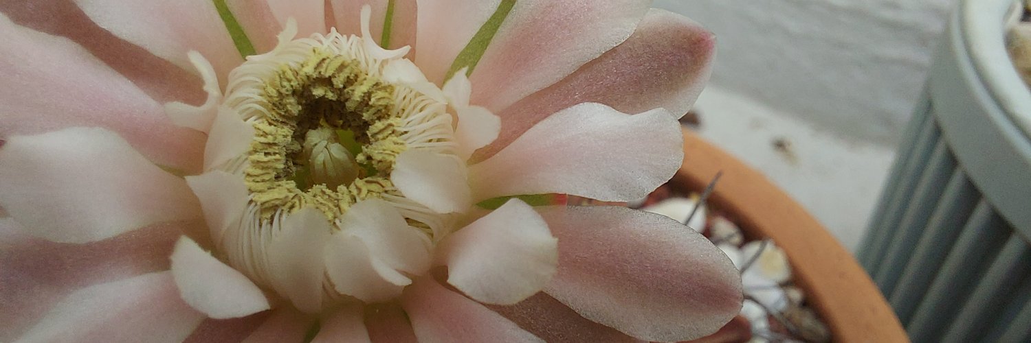 websookjai's profile banner image