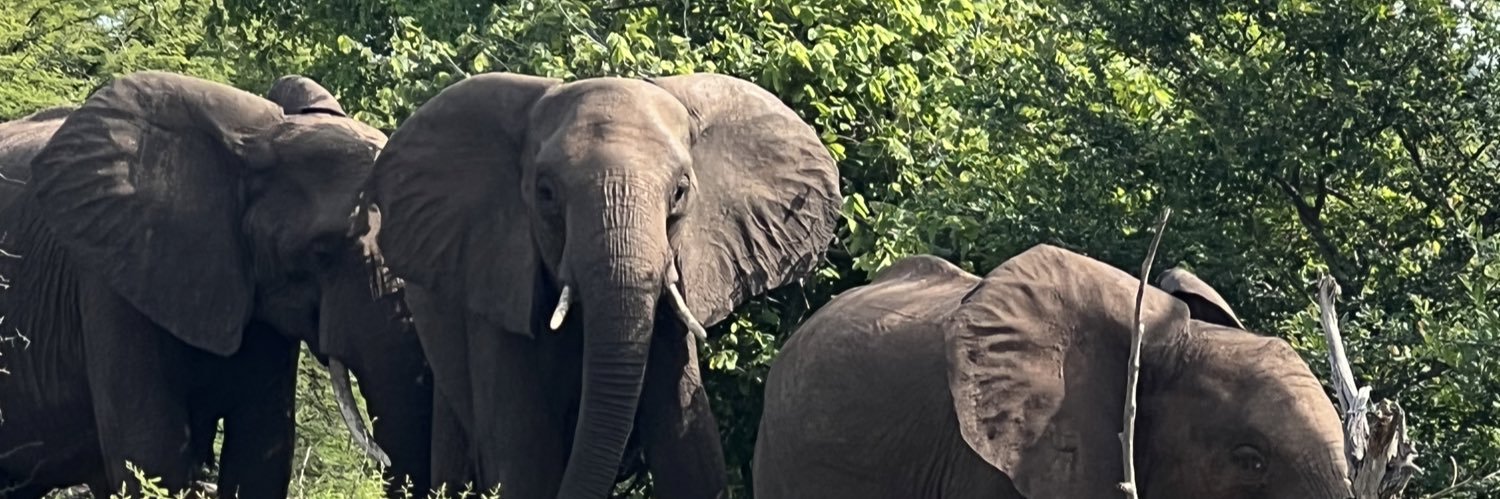 Tweet Zimbabwe banner