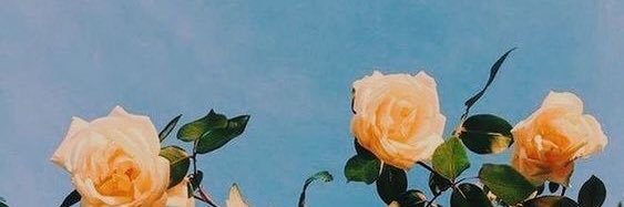 MadiSmith65's profile banner image