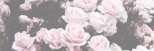 rainybluerose's profile banner image