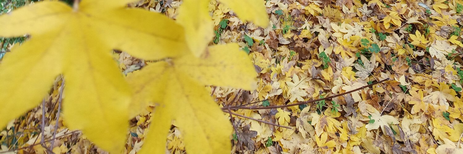 ti_secchi's profile banner image