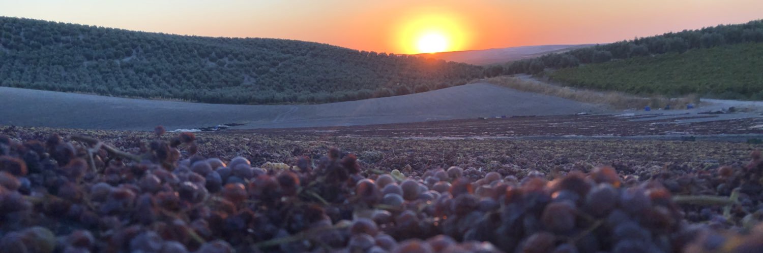 Bodegas Robles banner