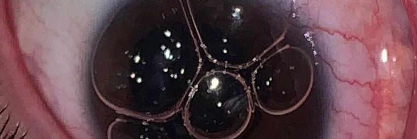 SammyTheBoyo's profile banner image