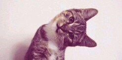 Felinaa_Felix's profile banner image