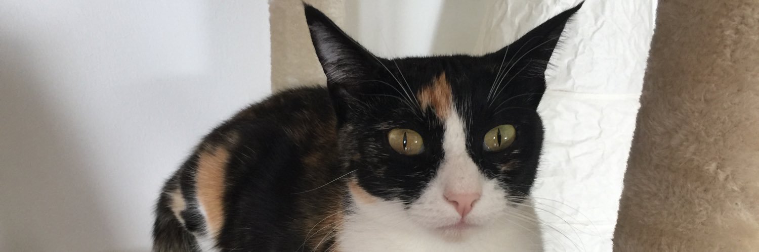 gepalfi's profile banner image