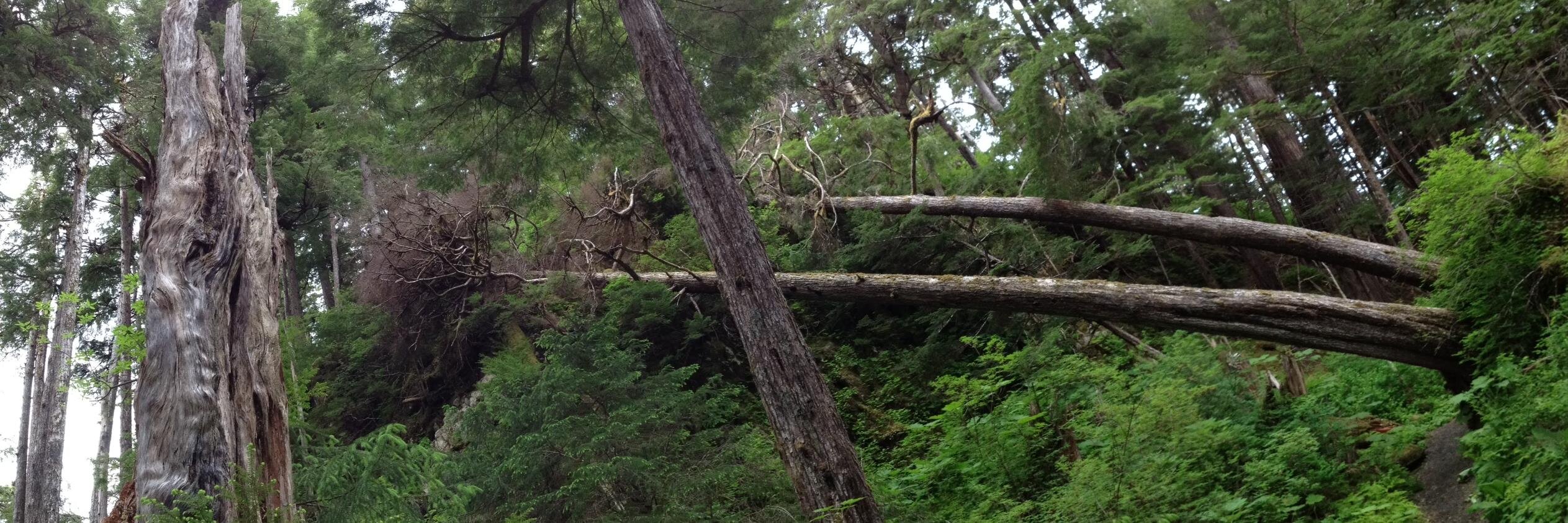 Peter A. Carr banner