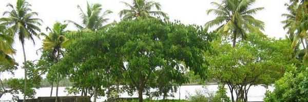 chapering Profile Banner