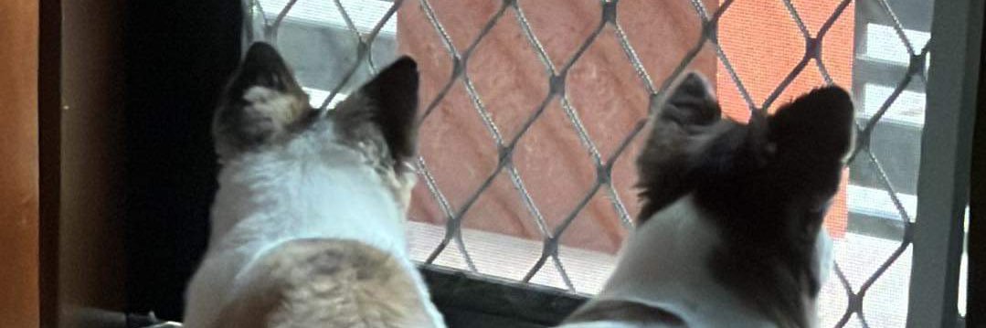 𝓰𝓲𝓰𝓲 banner