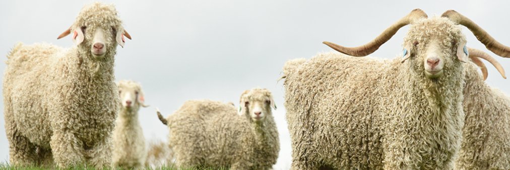CorrymoorSocks's profile banner image