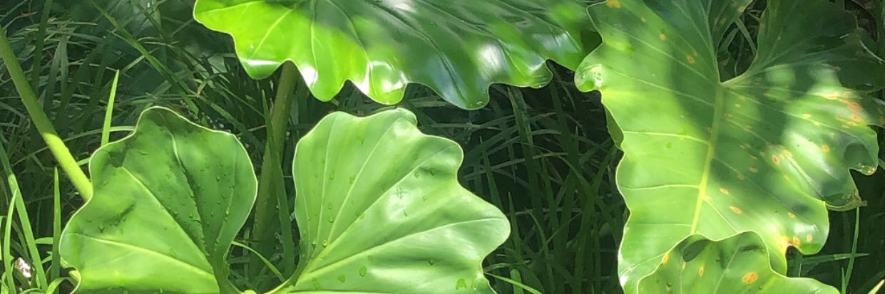 CariMarcal's profile banner image