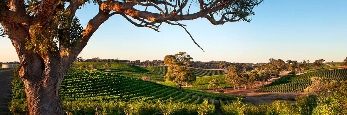 Longview Vineyard banner