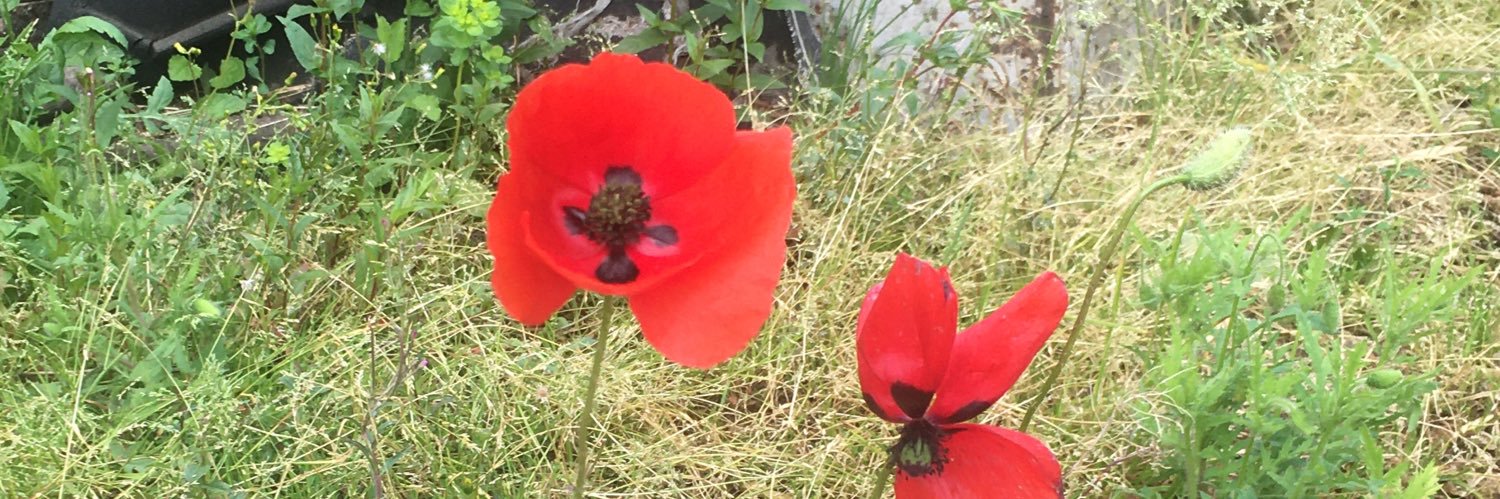 GeorgieMum's profile banner image