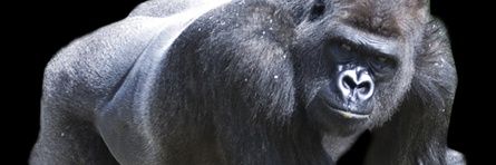 ajitpeddigari's profile banner image
