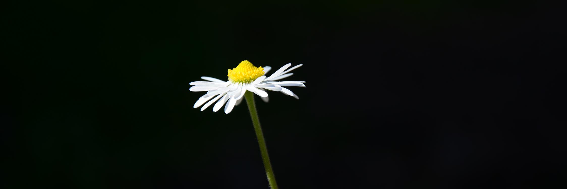 mervebavra's profile banner image