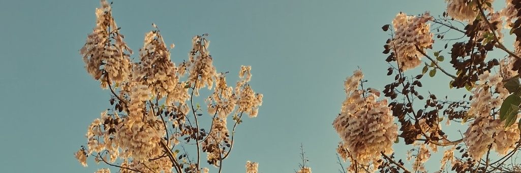 melonncholy's profile banner image