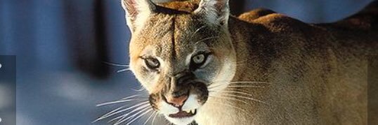 Spencer Armour banner