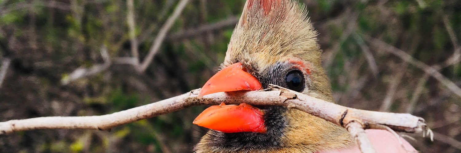 Allyson K Jackson banner