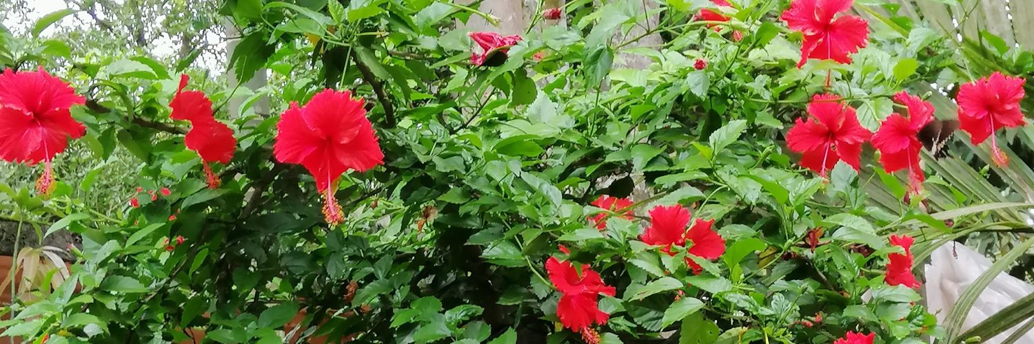 shrahat8116's profile banner image