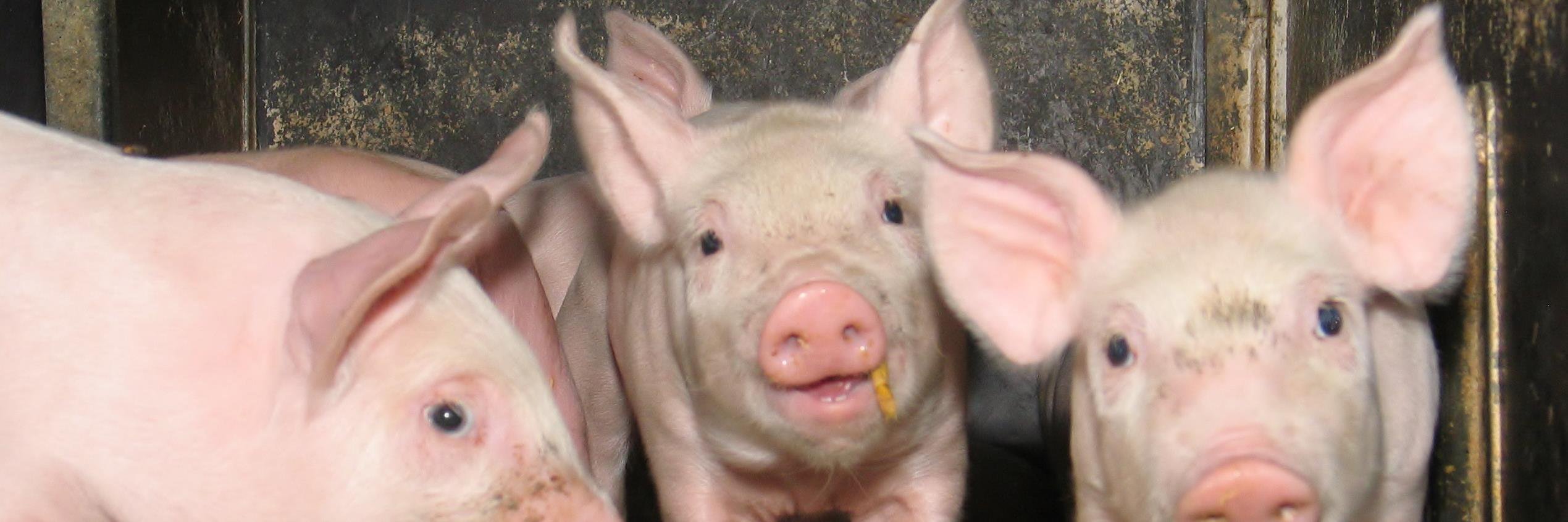 DK Svineproducenter banner