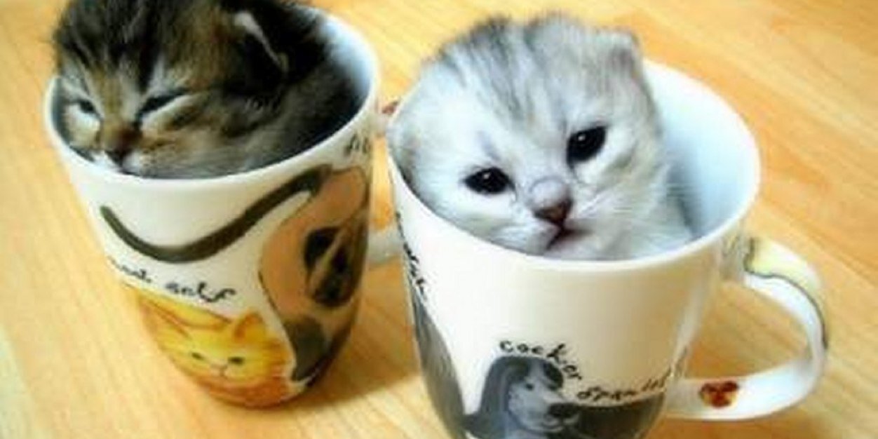 Catitos_Coffee's profile banner image