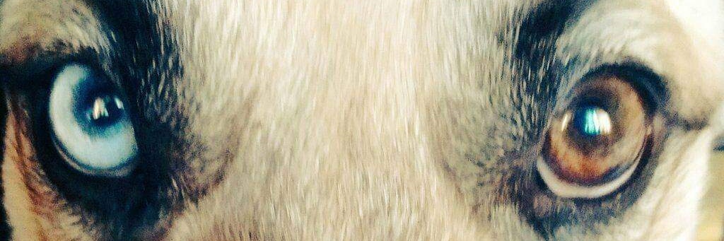 FioreCutillo's profile banner image