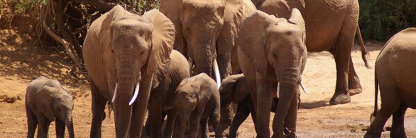 RaichH Profile Banner