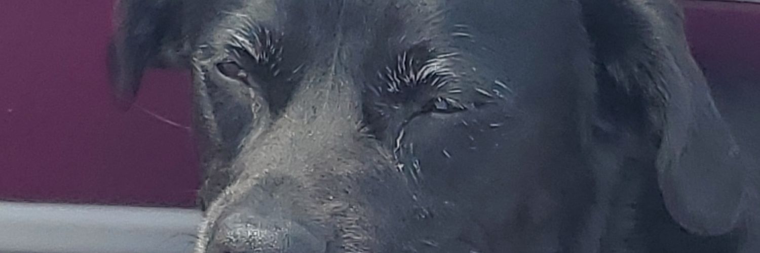 dws1995's profile banner image