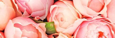 mrsKrysWilliams's profile banner image