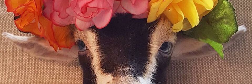 Dragona Freemartin banner