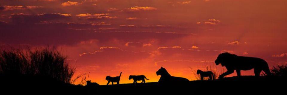 salvatoreeff's profile banner image