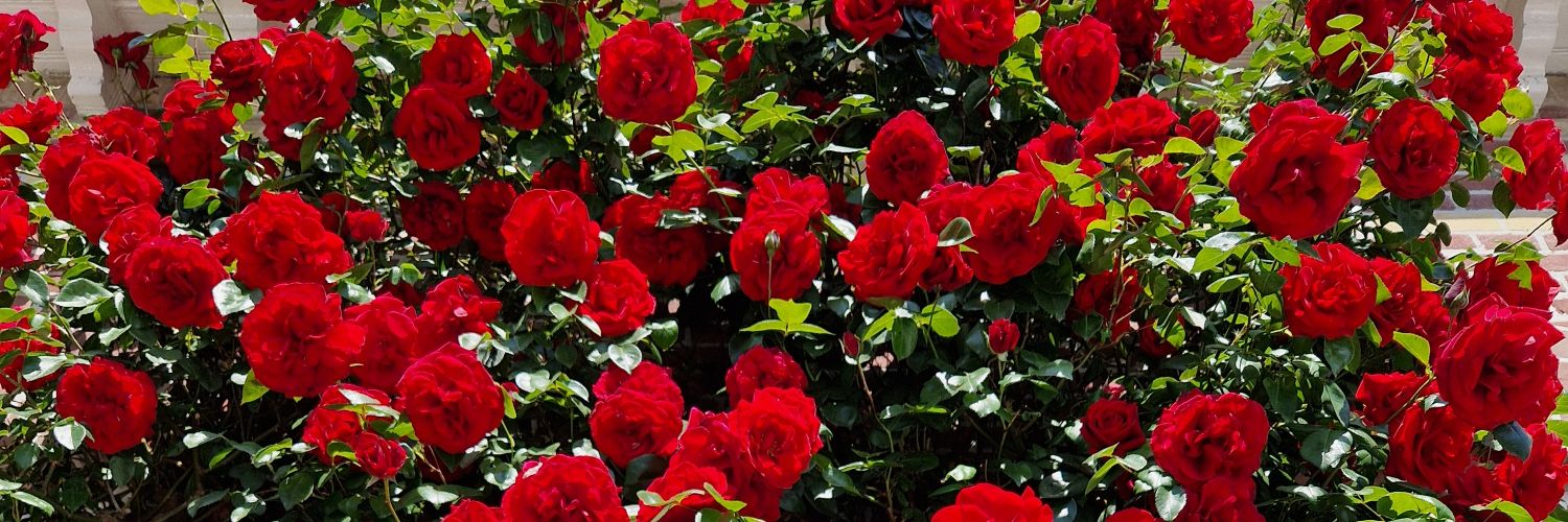 SHAHAIRA_79's profile banner image