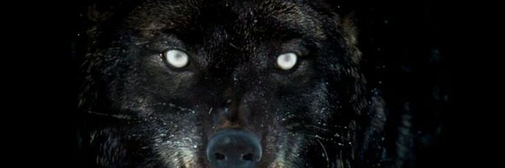 LICHERRERAA's profile banner image