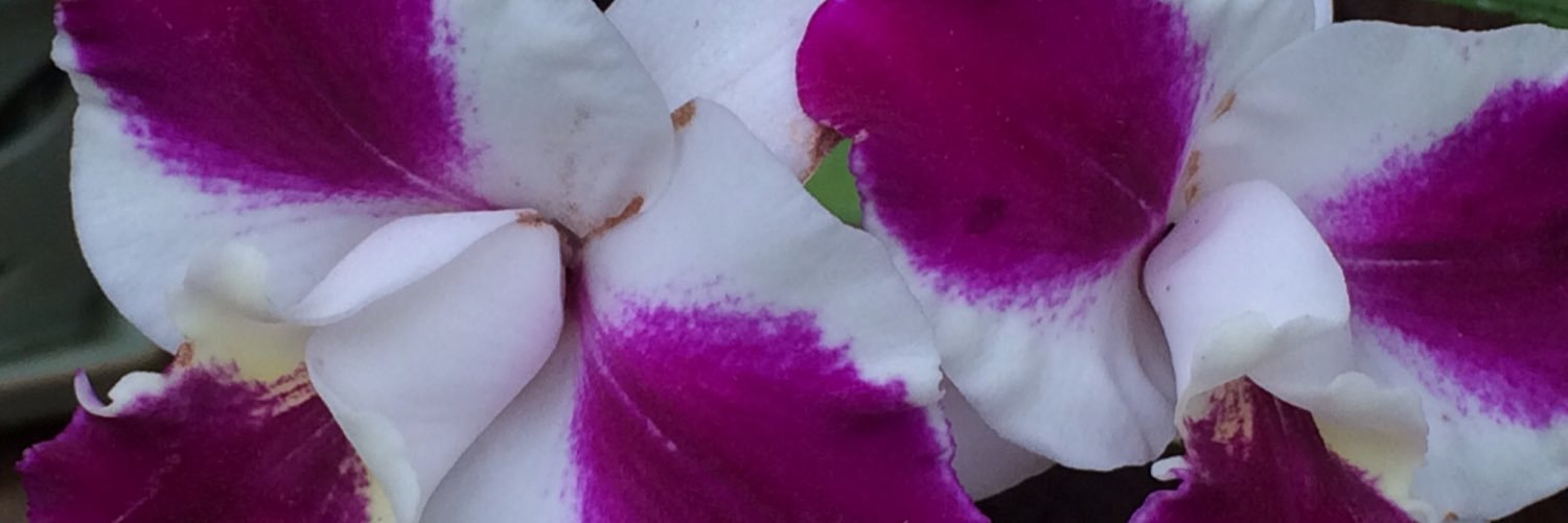 meaprilc's profile banner image