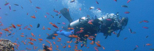 Jackie Savitz banner