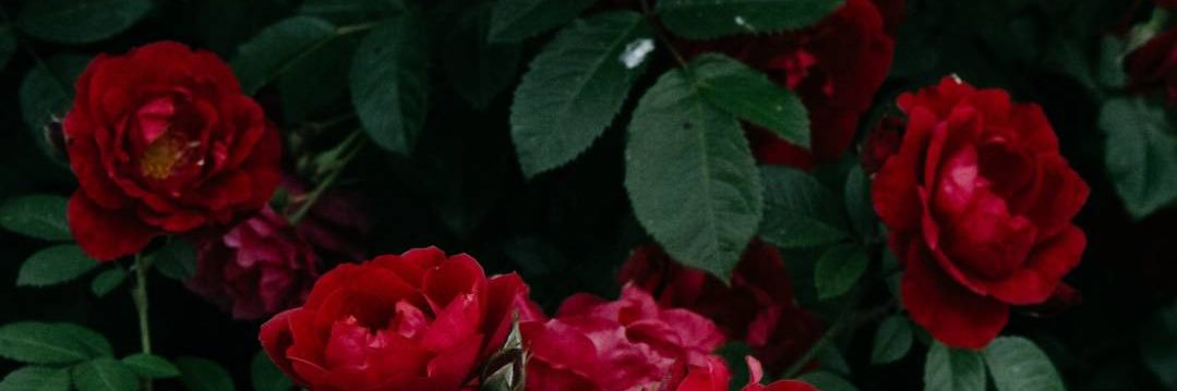 GabbCatt's profile banner image