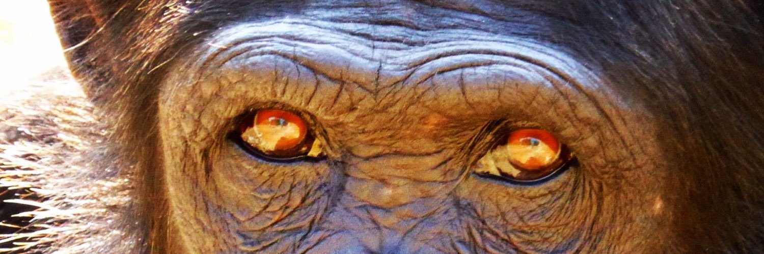 Dr Rachel Harrison banner