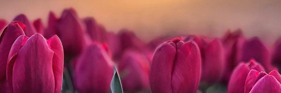 Jessica_LeonAL's profile banner image
