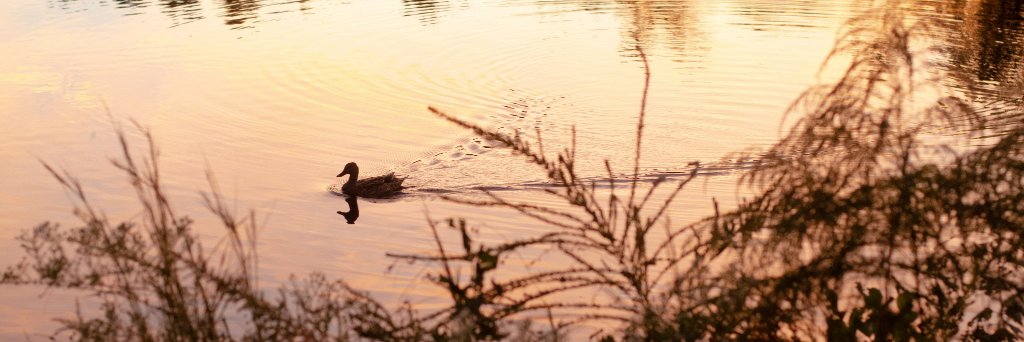 taylorderek's profile banner image