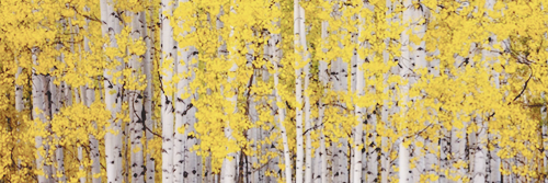 soljupisa's profile banner image
