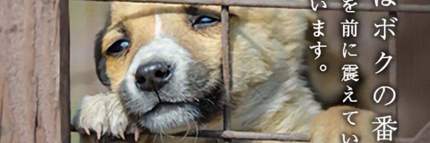 ゴドフリード🐶サモエド🐶 banner