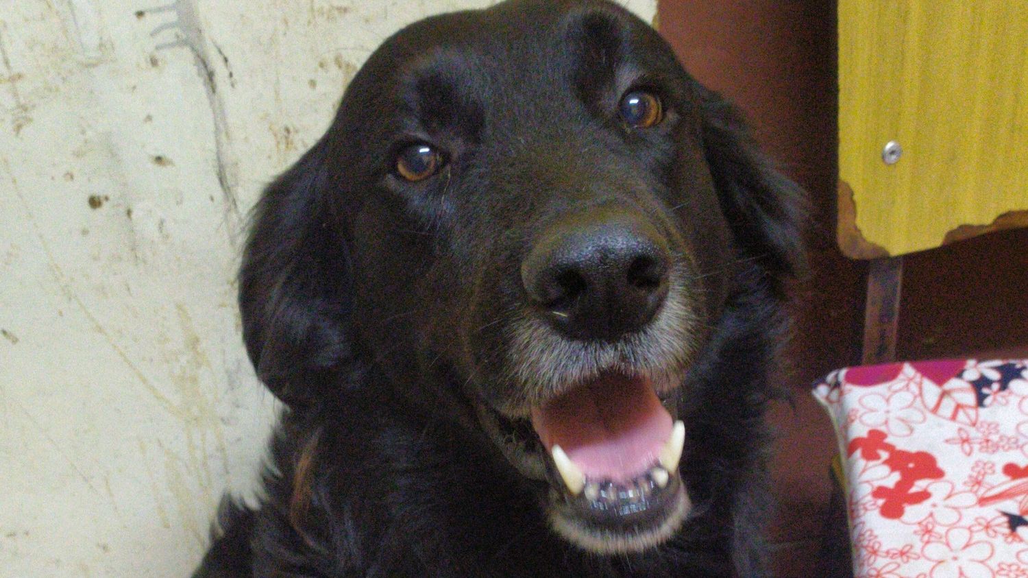 BustosNando's profile banner image