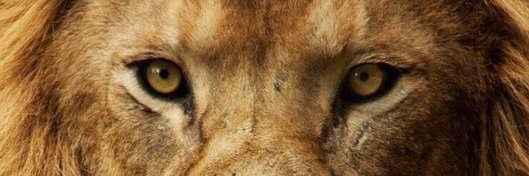 selimtelli's profile banner image