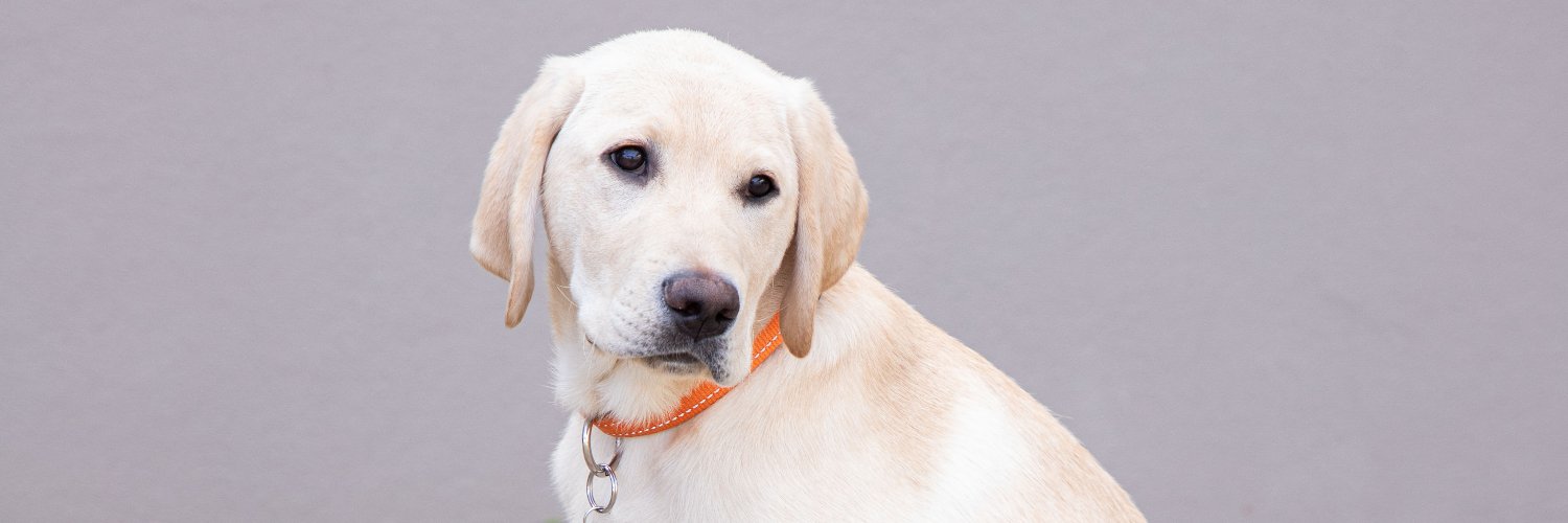 Guide Dogs WA banner