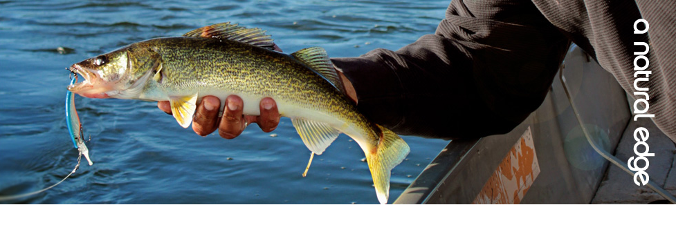 Township of Nipigon banner