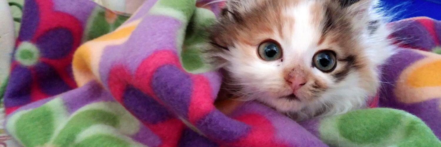 NCKRKittens's profile banner image