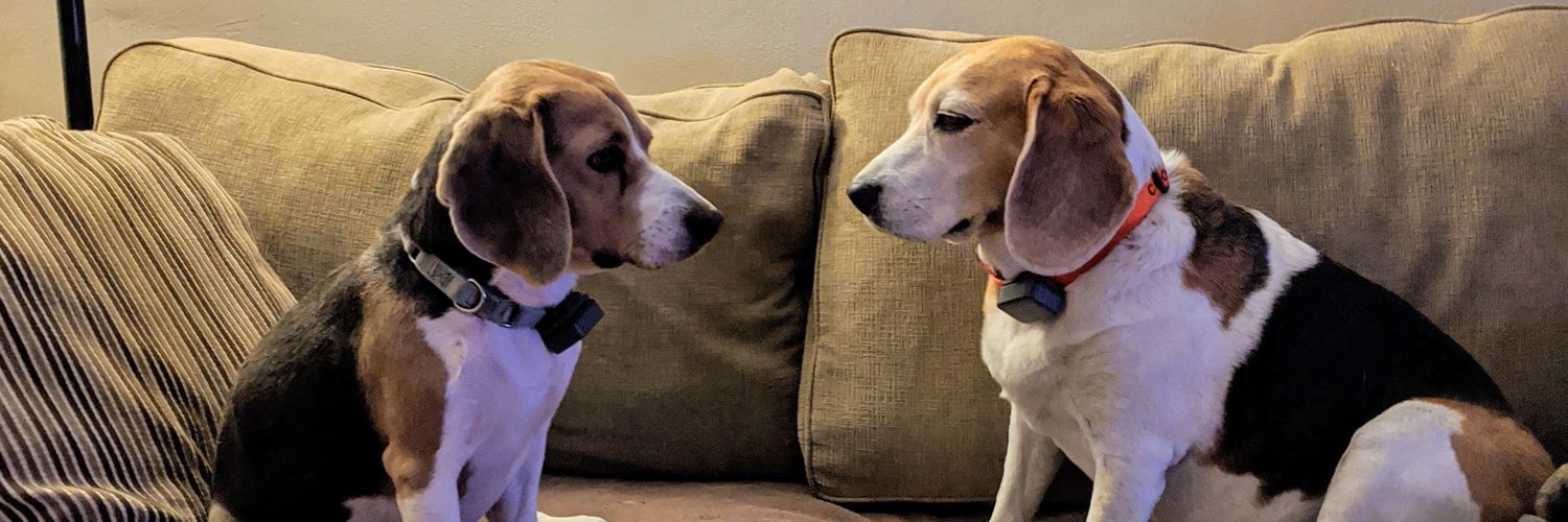 baysidebeagle's profile banner image
