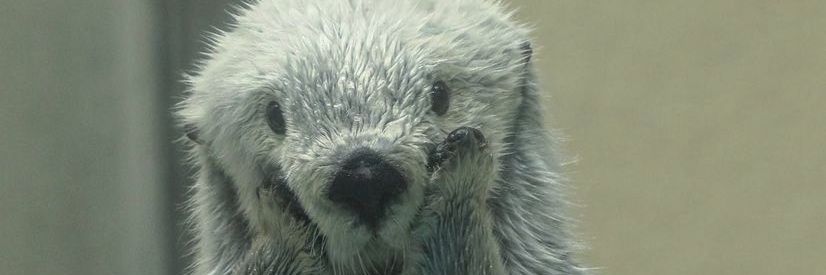 iwiea's profile banner image
