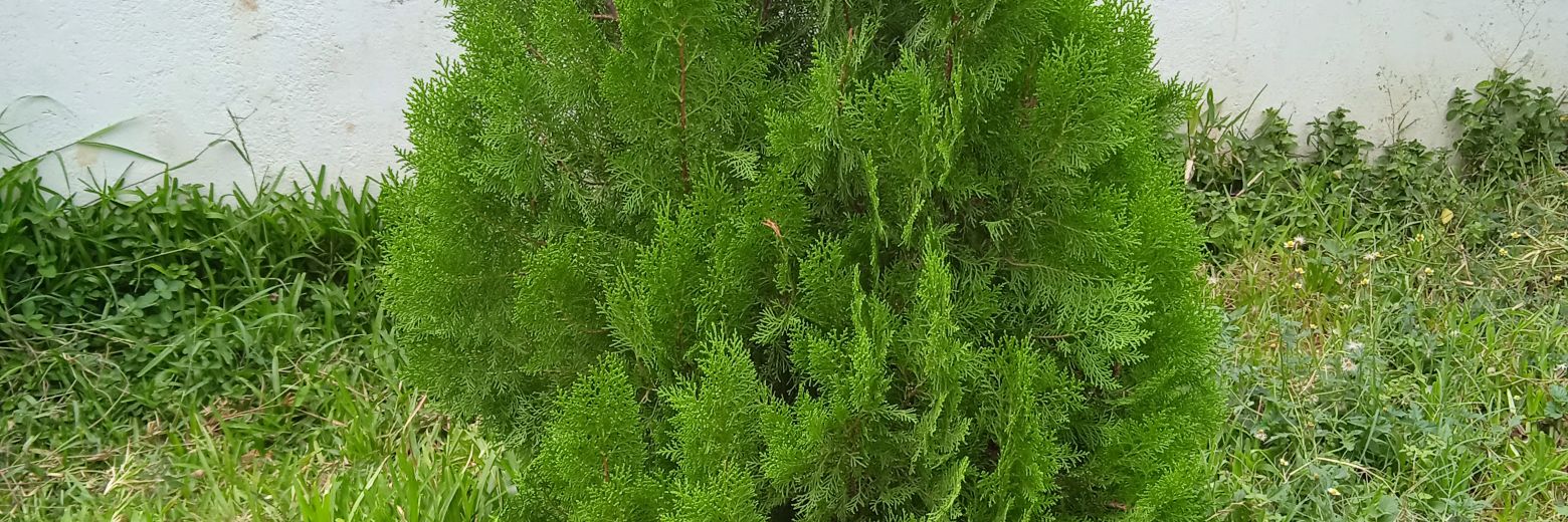 nebert Kadenge Imbuki banner